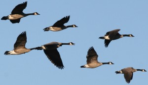Geese-Flying